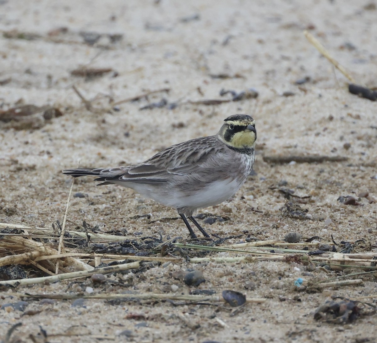 Horned Lark - ML612612765