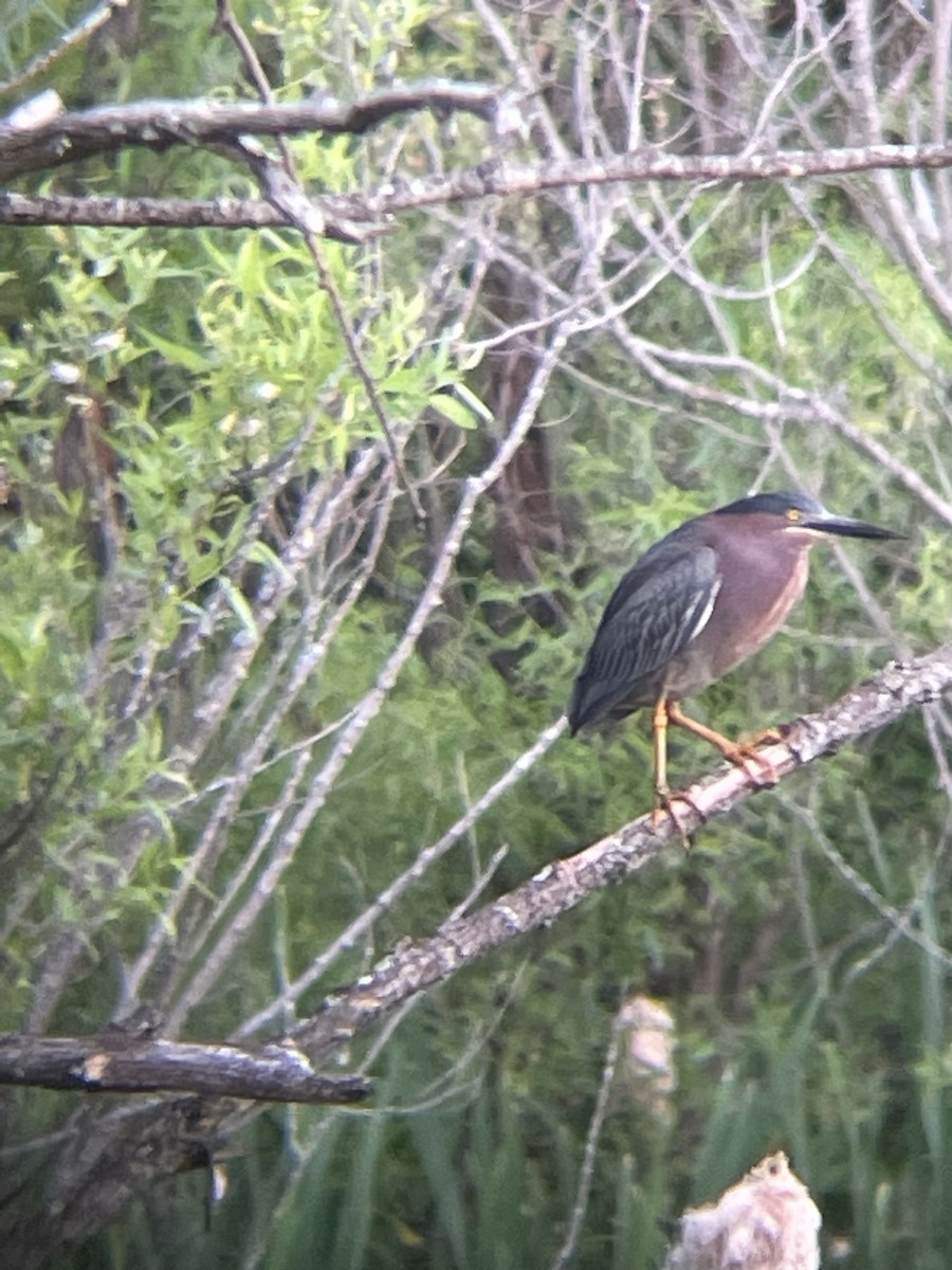 Green Heron - ML612612805