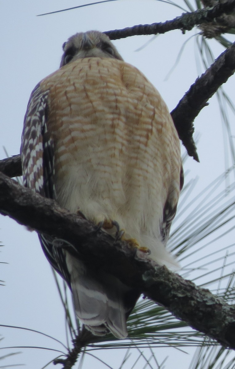 Red-shouldered Hawk - Mel Kaulback