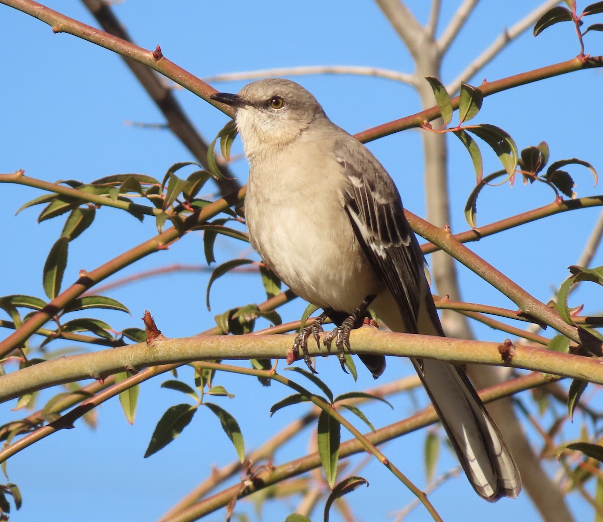 Northern Mockingbird - ML612612835