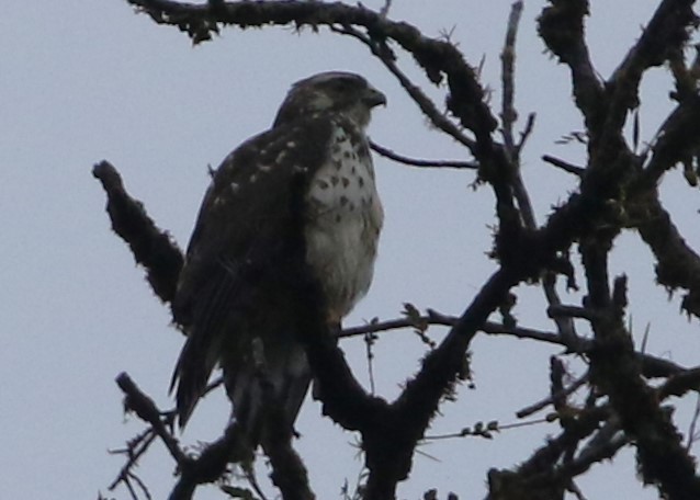 Broad-winged Hawk - Dean LaTray