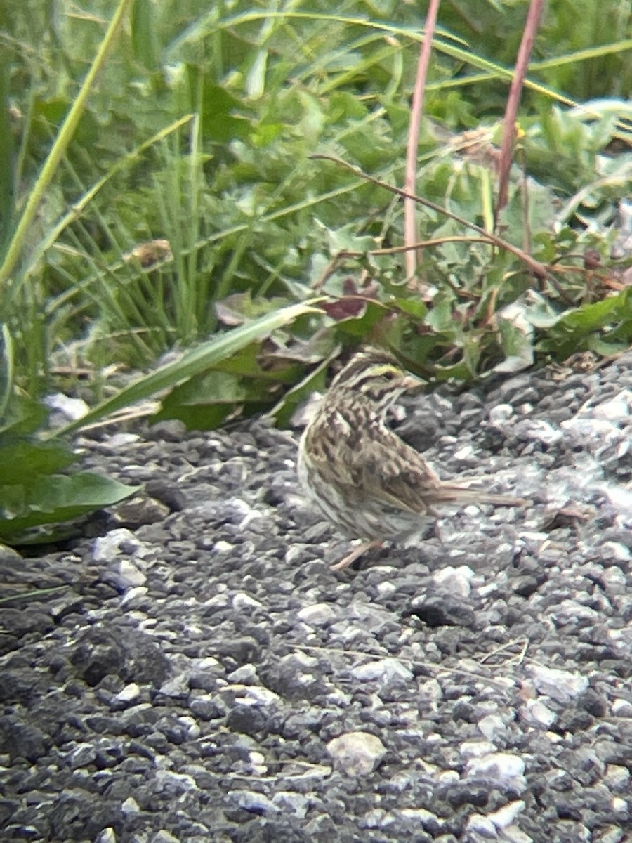 Savannah Sparrow - ML612612876