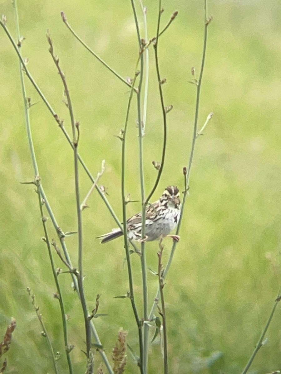 Savannah Sparrow - ML612612904