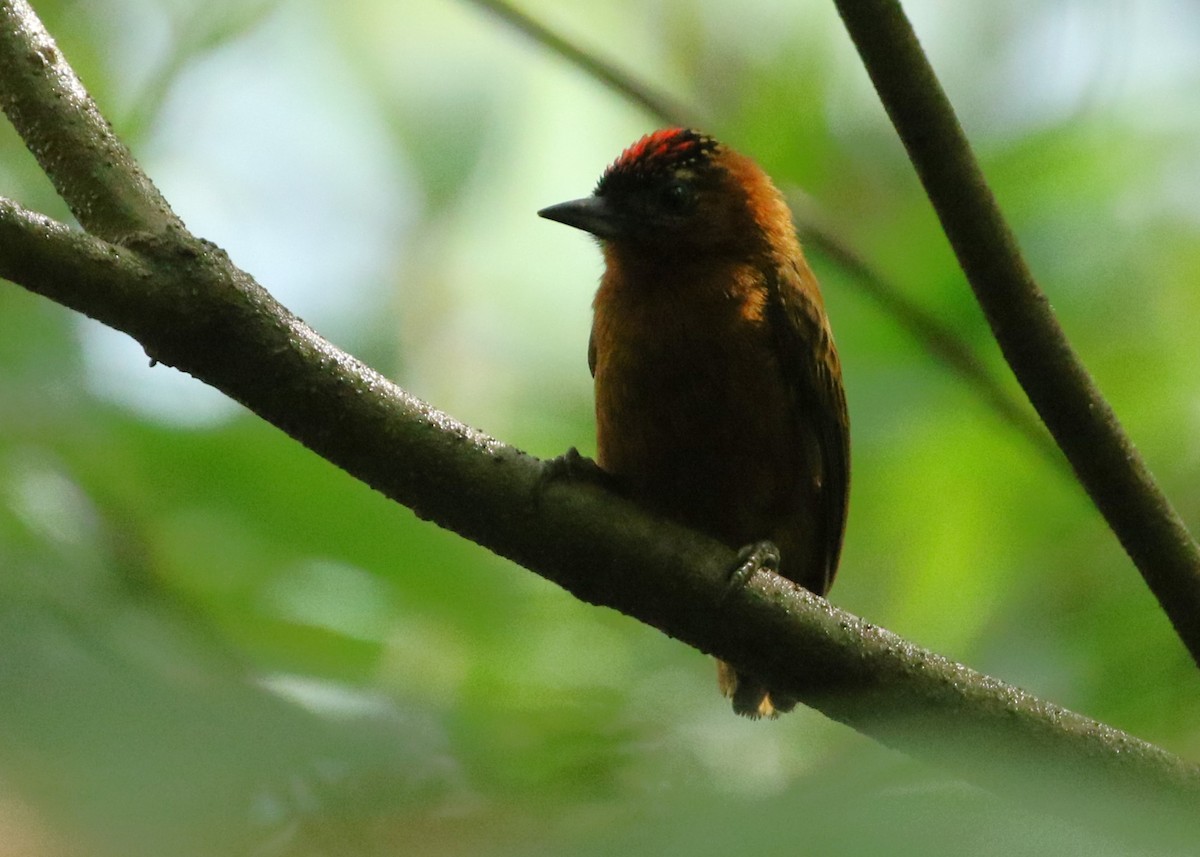 Rufous-breasted Piculet - ML612612918
