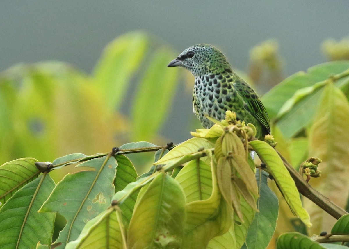 Spotted Tanager - ML612612935