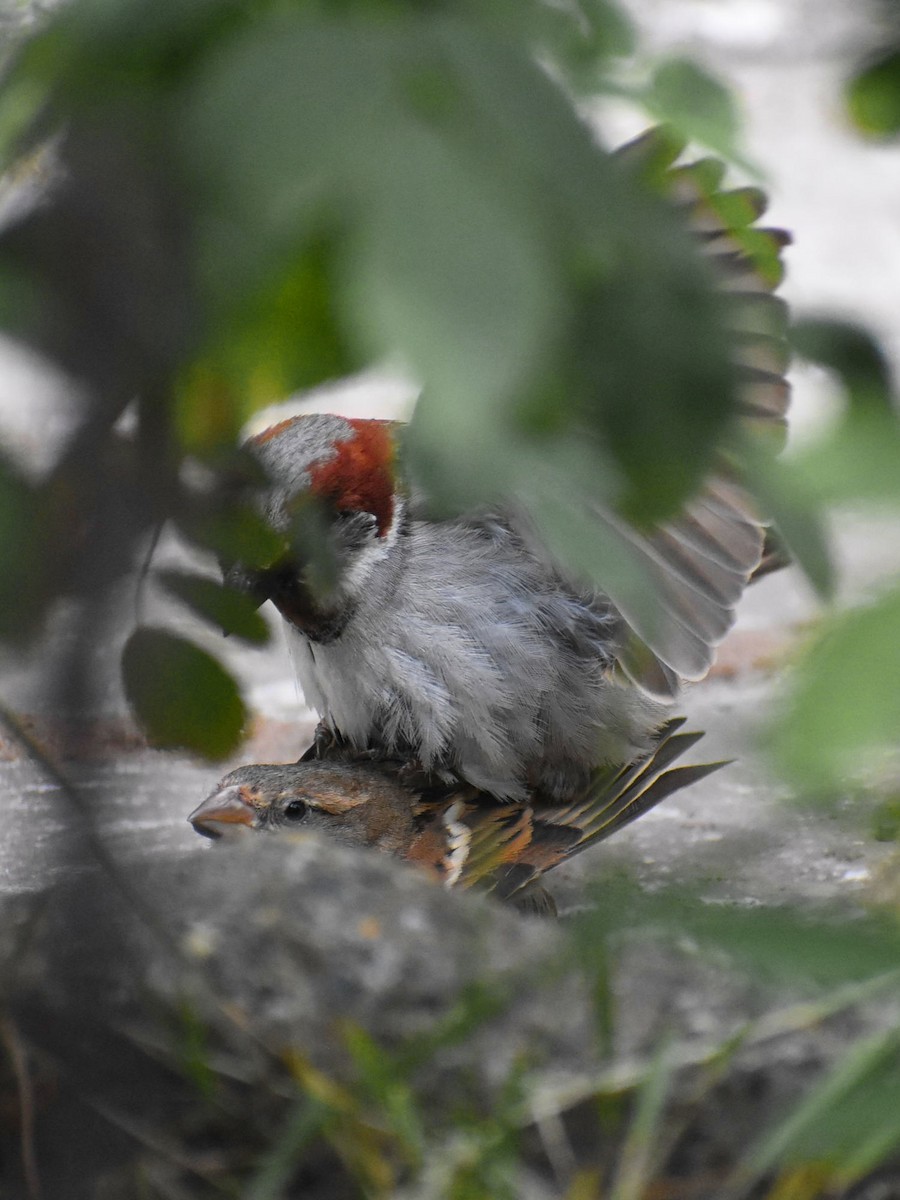 House Sparrow - ML612612952