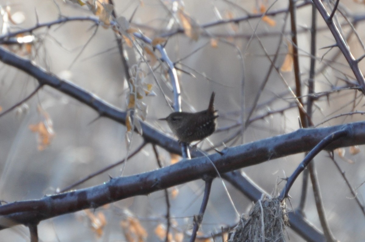 Winter Wren - ML612613054