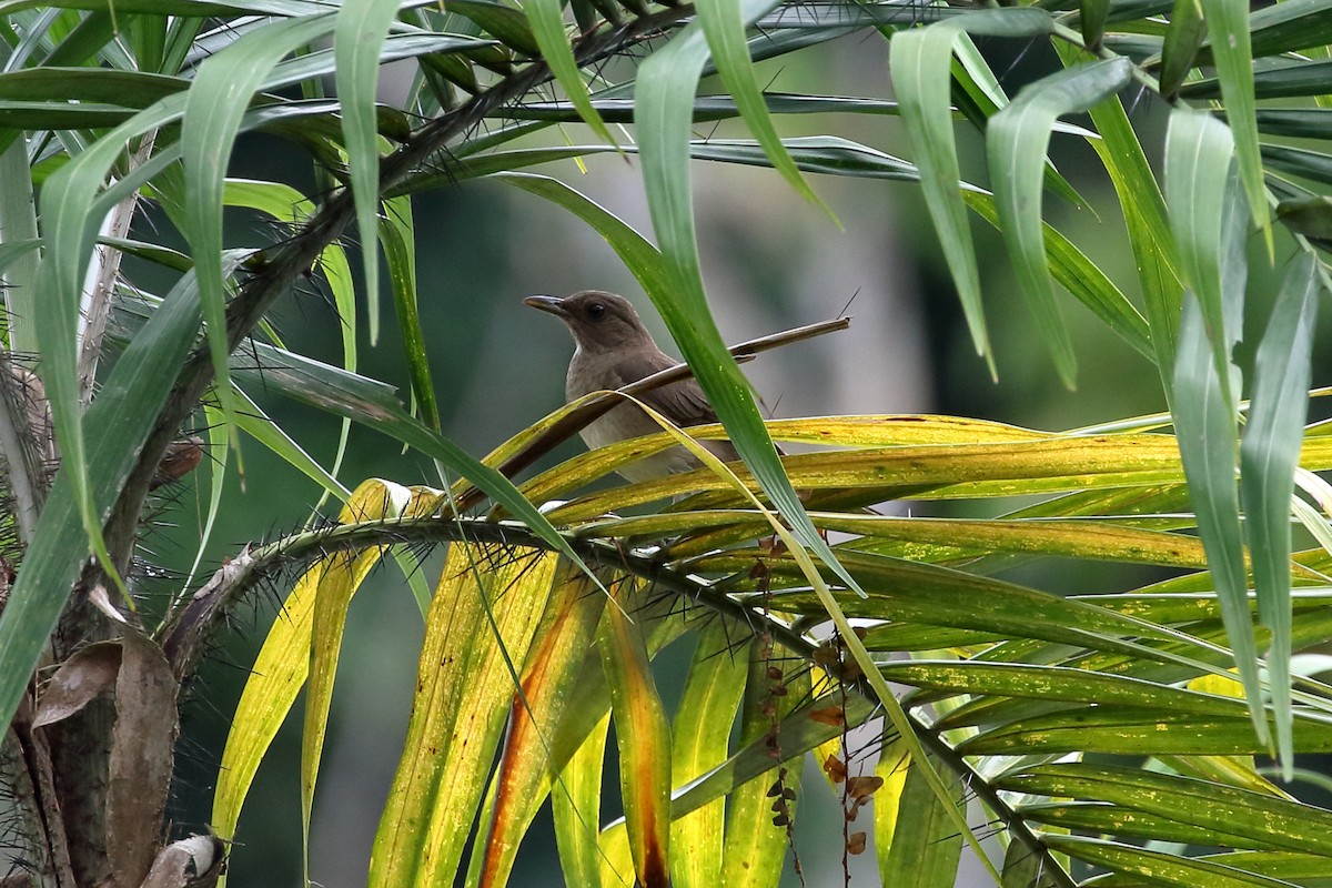 Black-billed Thrush - ML612613127