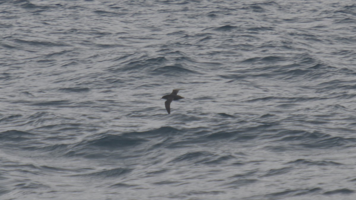 Fluttering Shearwater - ML612613271