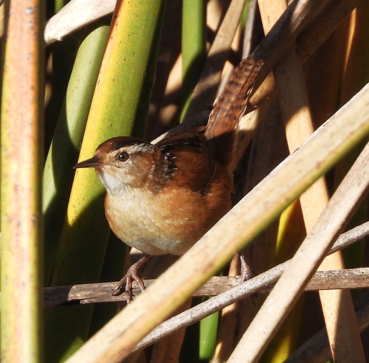 Marsh Wren - ML612613288