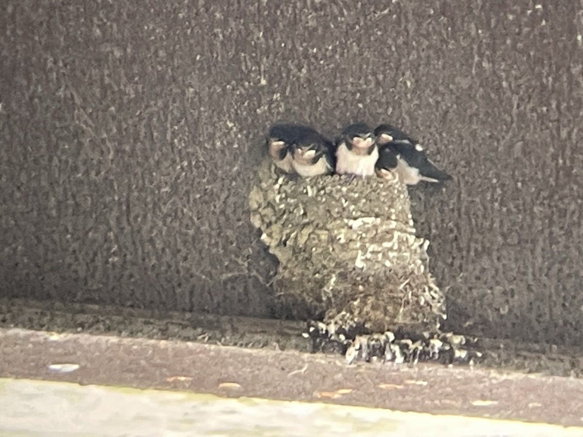 Barn Swallow - ML612613356