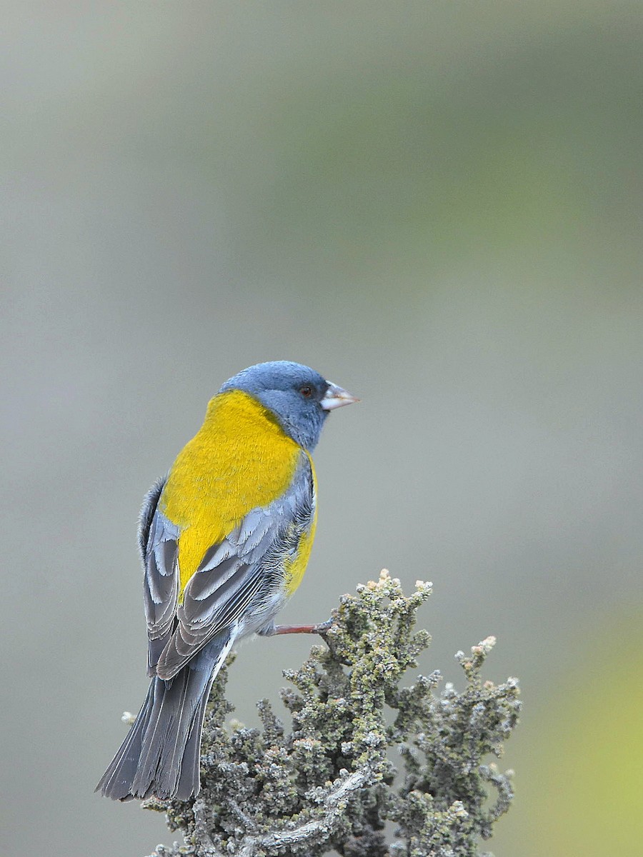 Gray-hooded Sierra Finch - ML612613379