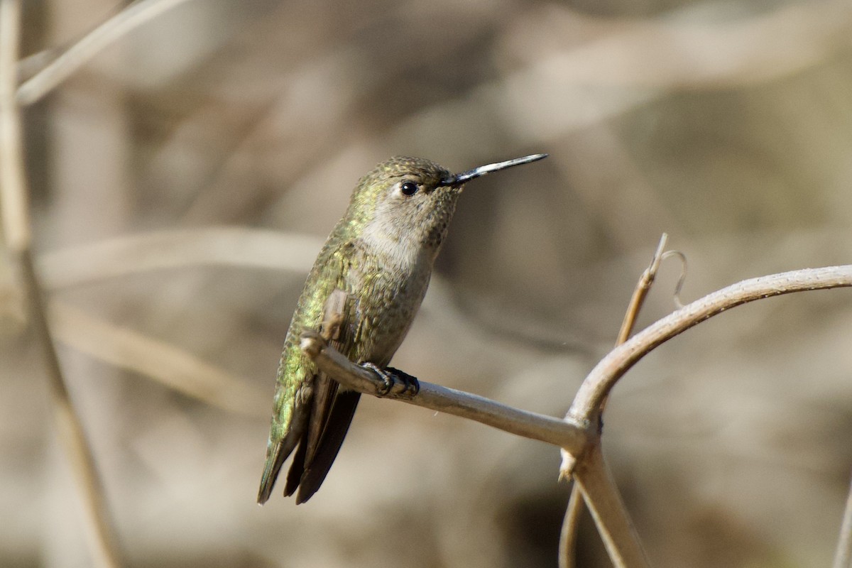 Anna's Hummingbird - Frank Severson
