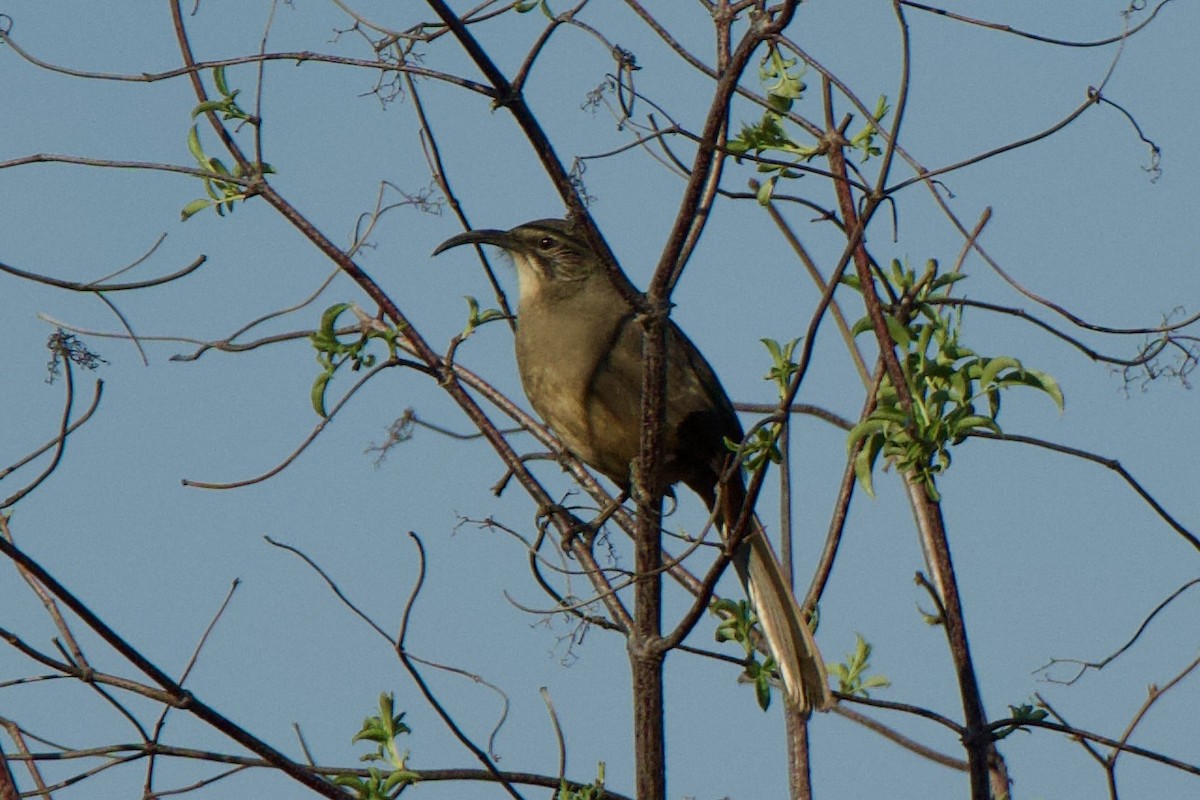 California Thrasher - ML612613501