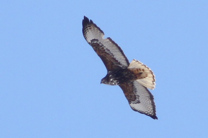 Red-tailed Hawk (Harlan's) - Jesse Watson