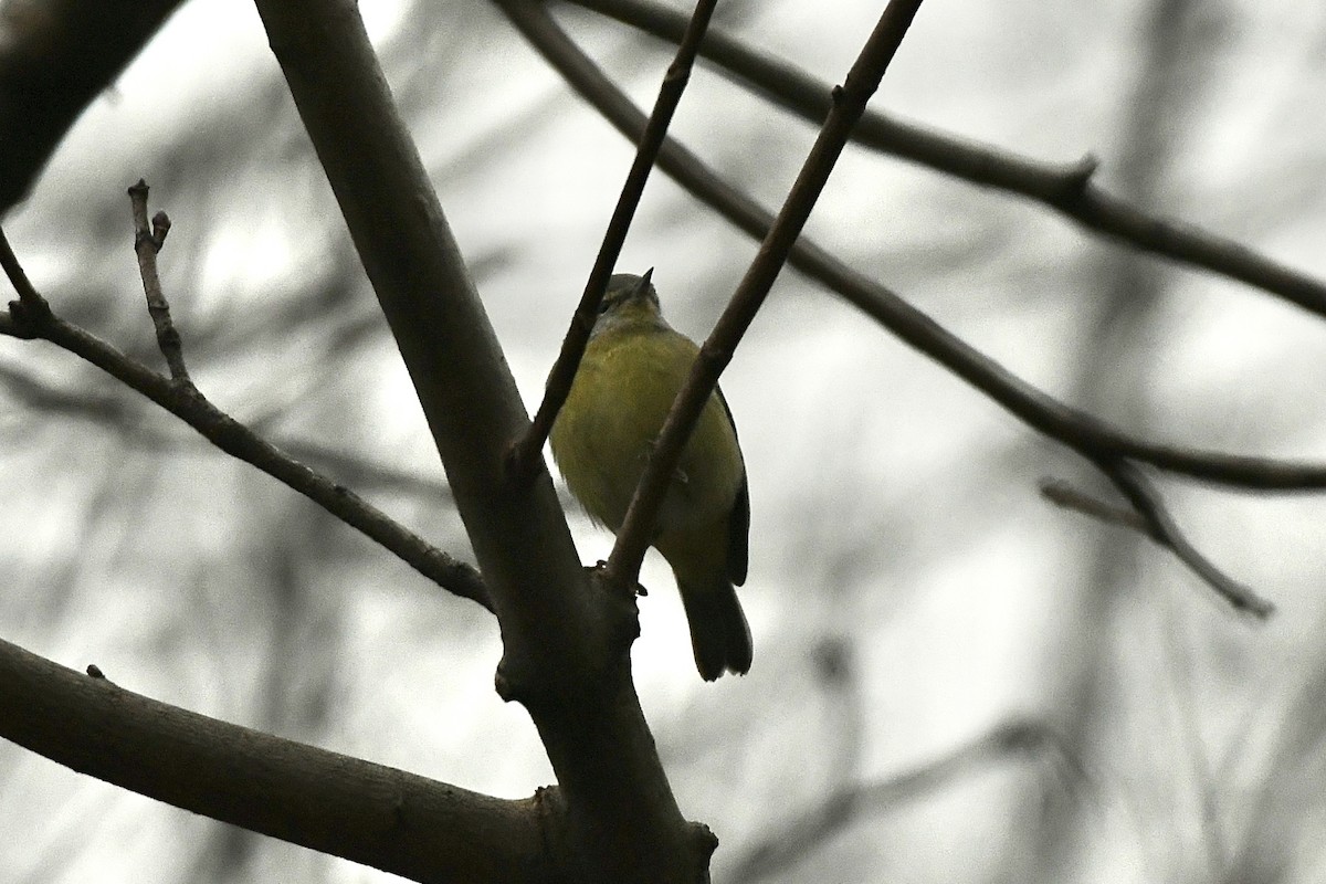 Orange-crowned Warbler (Gray-headed) - ML612613621