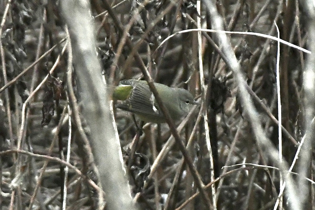 Orange-crowned Warbler (Gray-headed) - ML612613622