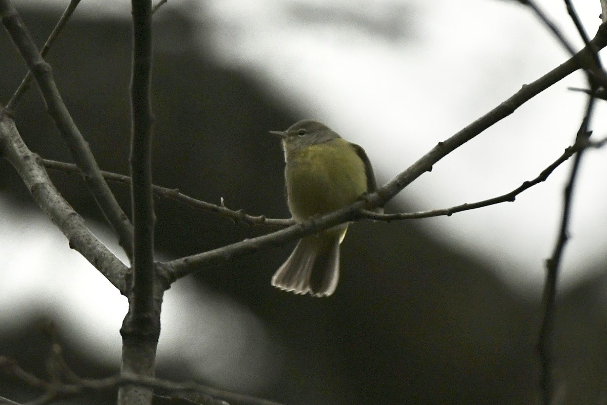 Orange-crowned Warbler (Gray-headed) - ML612613624