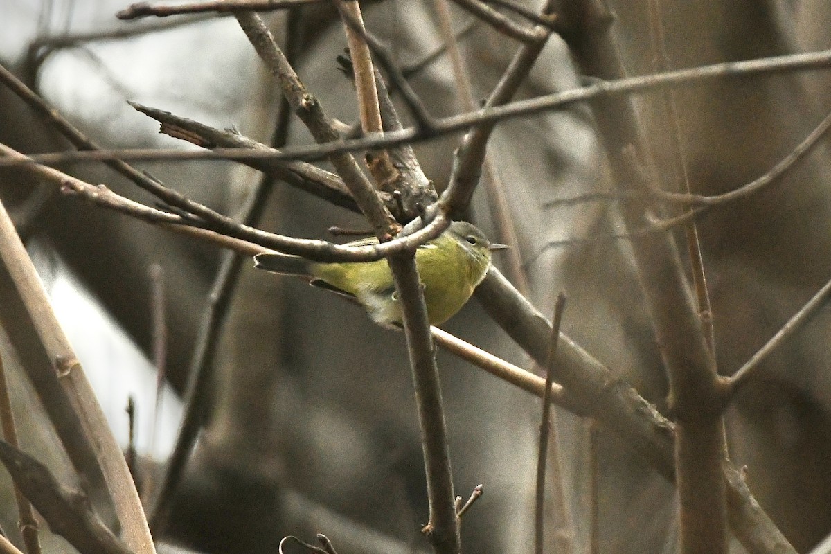 Orange-crowned Warbler (Gray-headed) - ML612613625