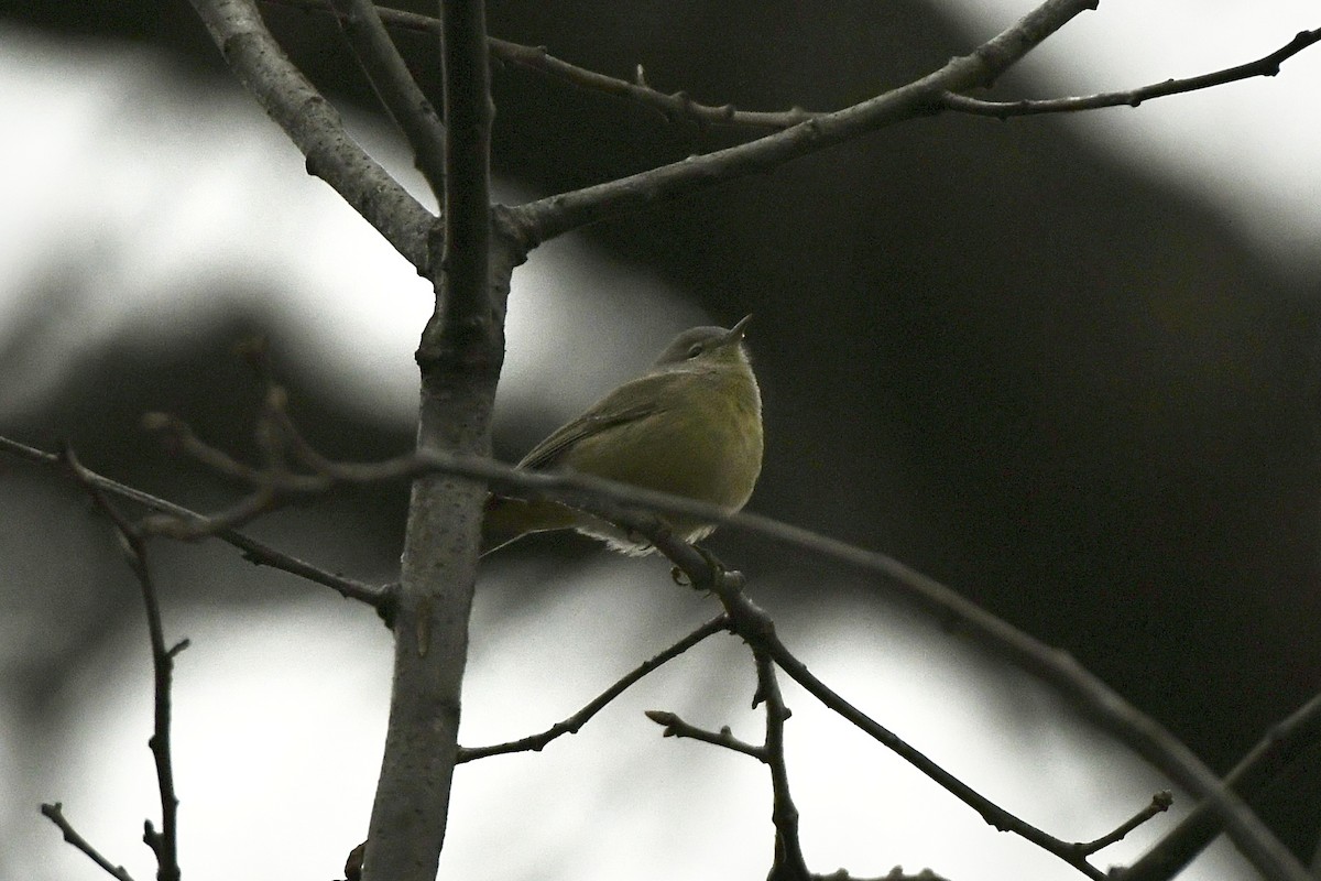 Orange-crowned Warbler (Gray-headed) - ML612613626