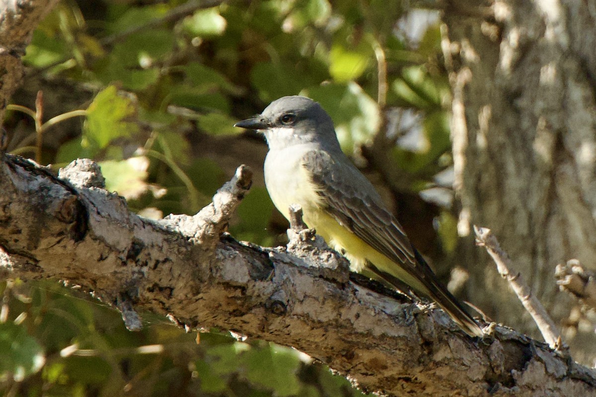 Cassin's Kingbird - ML612613638