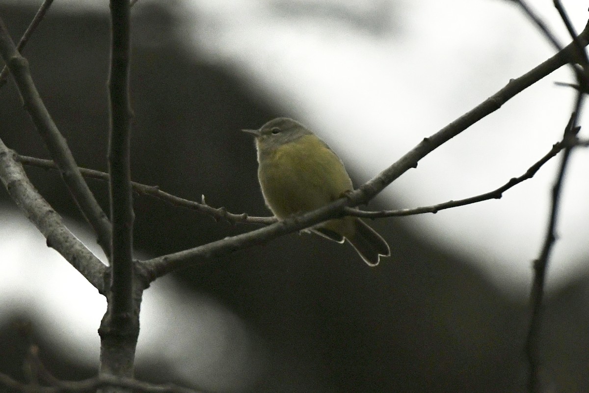 Orange-crowned Warbler (Gray-headed) - ML612613640