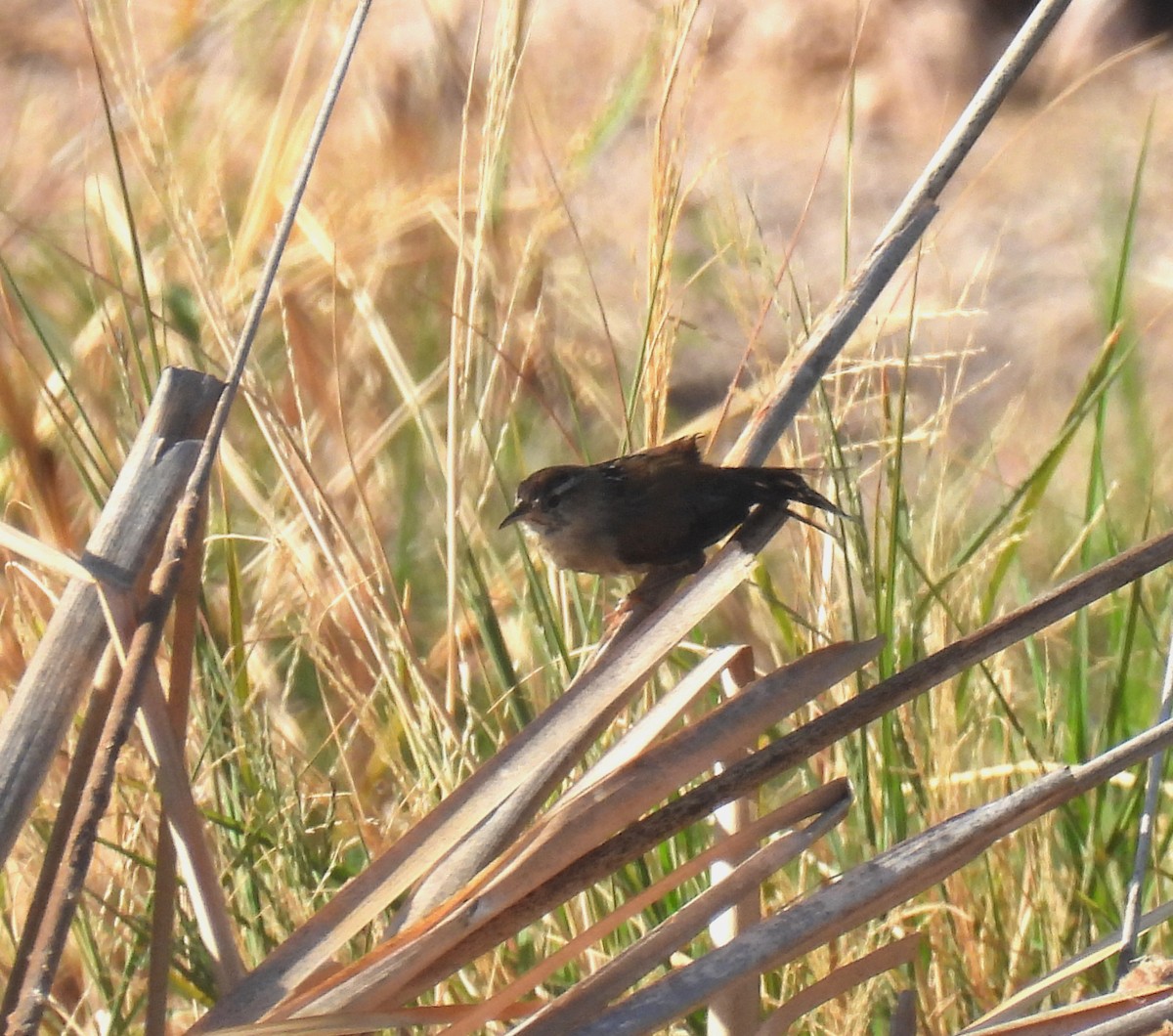 Marsh Wren - Mary Tannehill