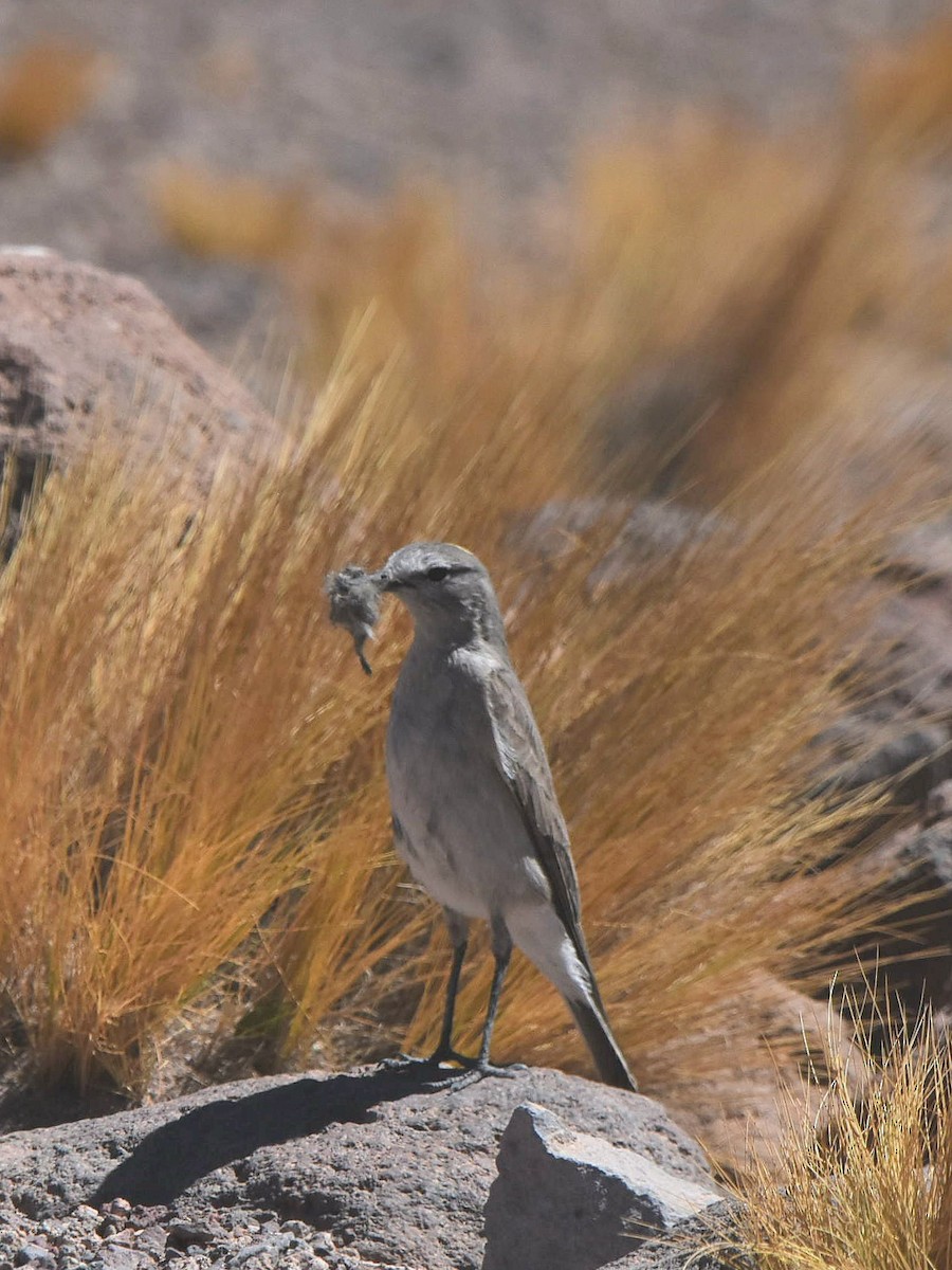 Ochre-naped Ground-Tyrant - Juan camilo Rodriguez