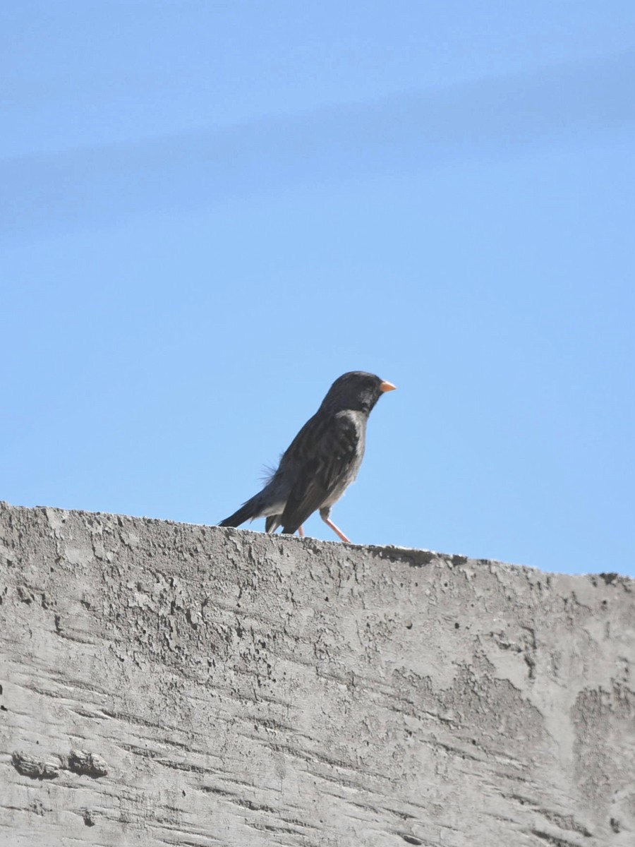 Mourning Sierra Finch - Juan camilo Rodriguez