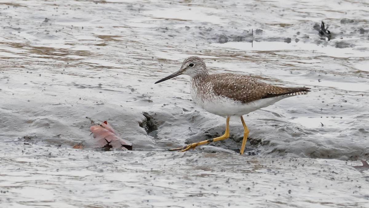 Greater Yellowlegs - M A