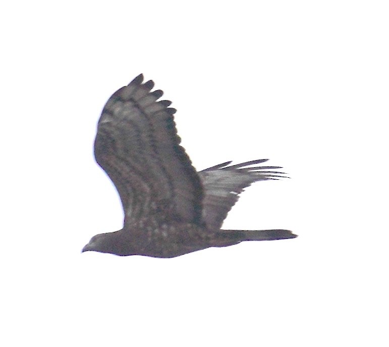 Oriental Honey-buzzard - ML612613789