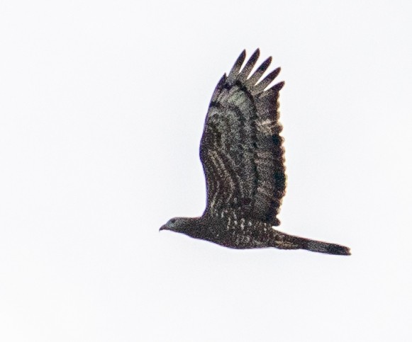 Oriental Honey-buzzard - ML612613790