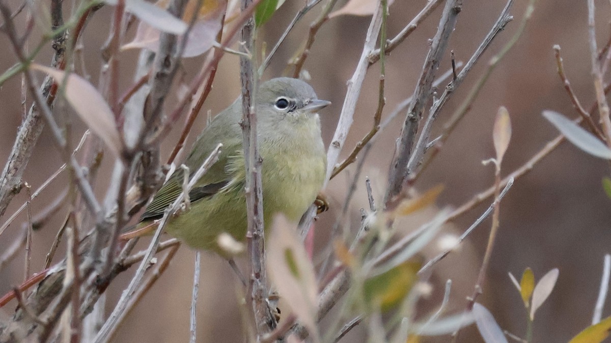 Orange-crowned Warbler - ML612613807