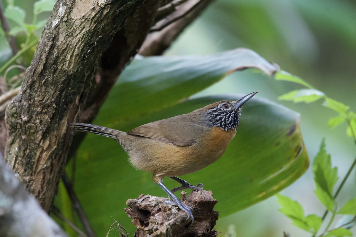 Rufous-breasted Wren - ML612613820