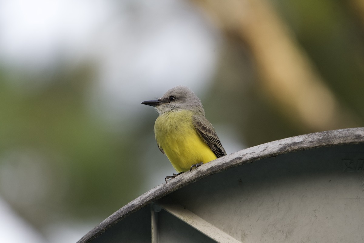 Tropical Kingbird - ML612613837