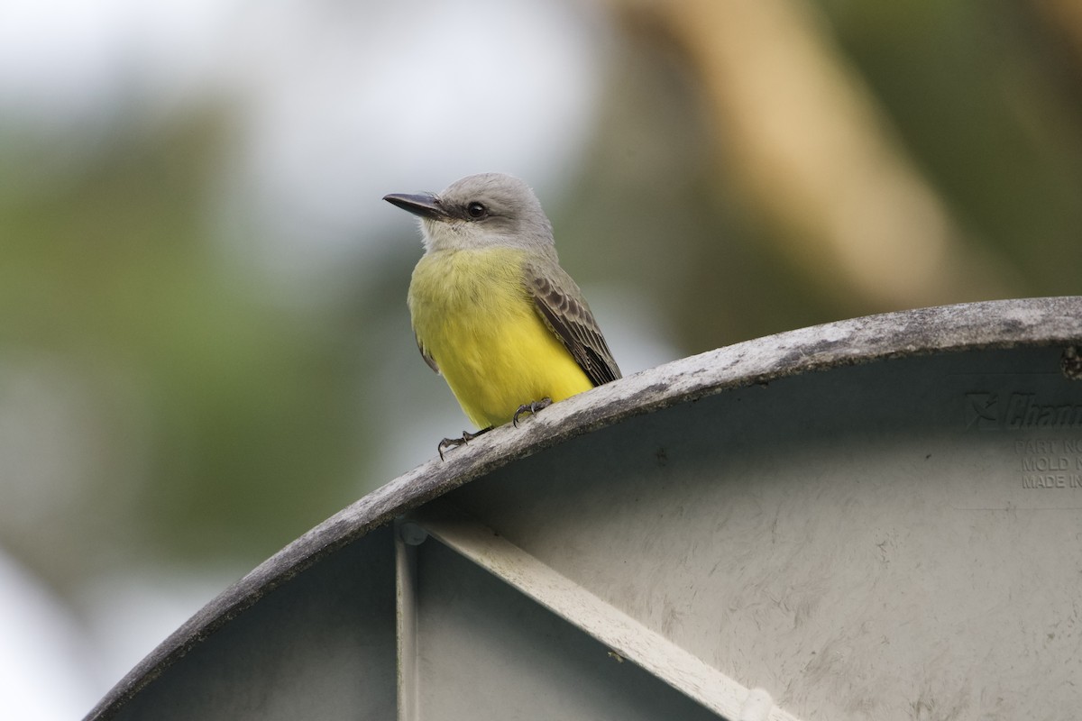 Tropical Kingbird - Lukas Weinhold