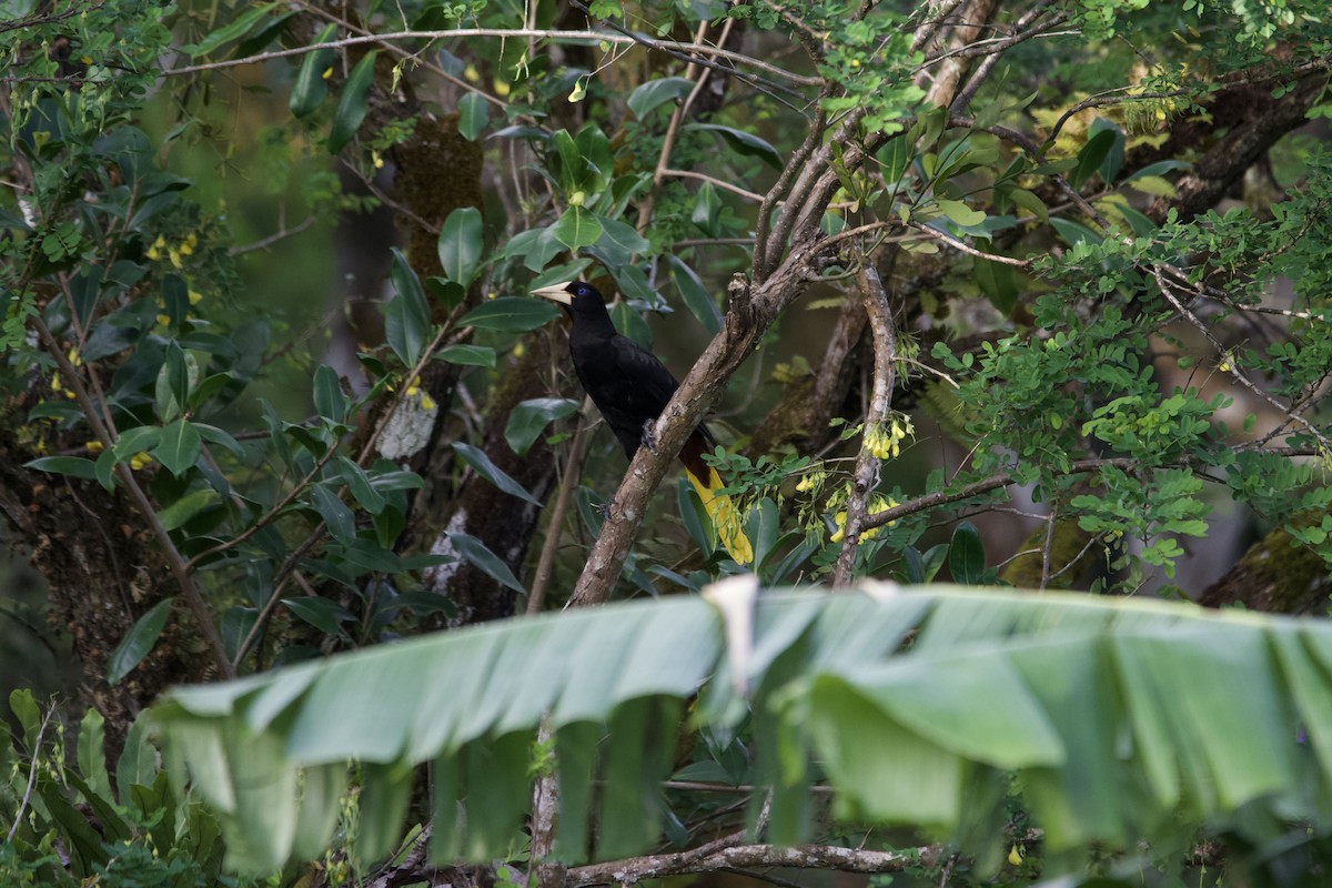 Crested Oropendola - Lukas Weinhold