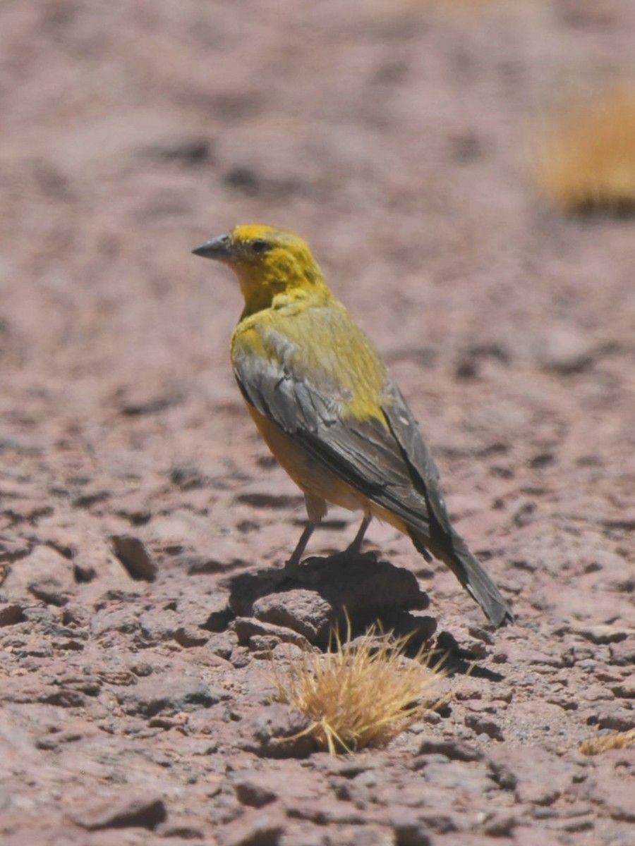 Greenish Yellow-Finch - Juan camilo Rodriguez