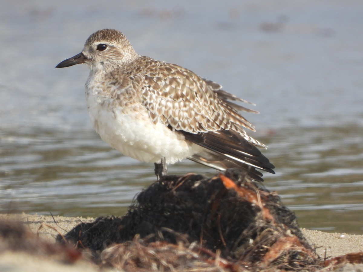 Black-bellied Plover - ML612613859