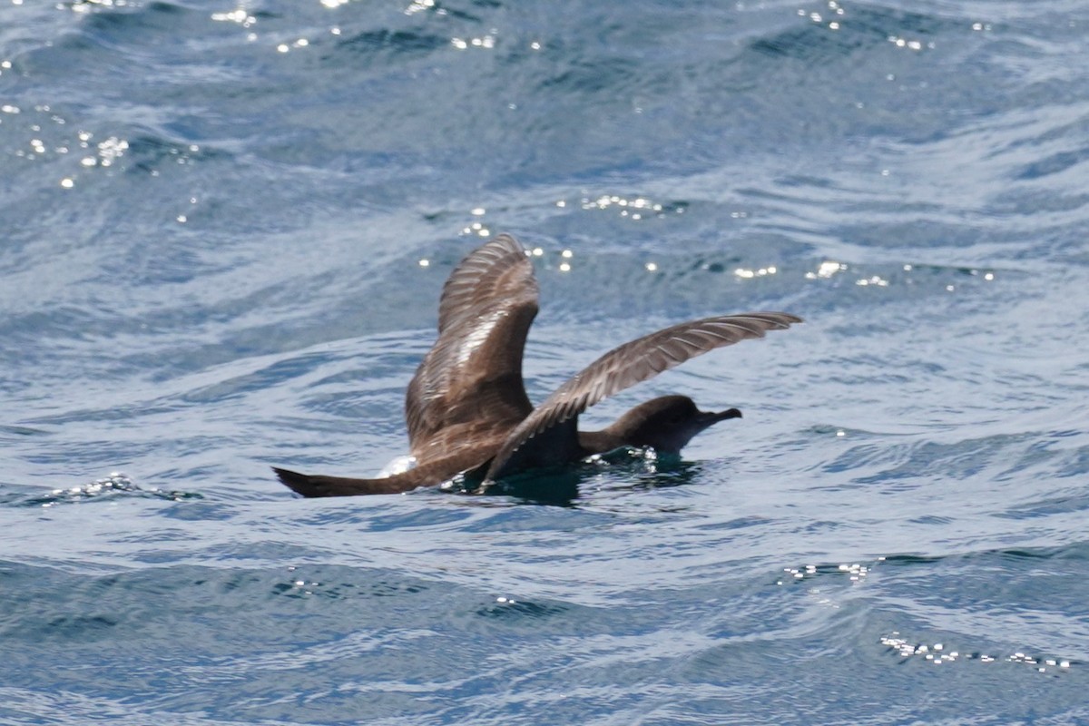 Puffin à bec grêle - ML612613867