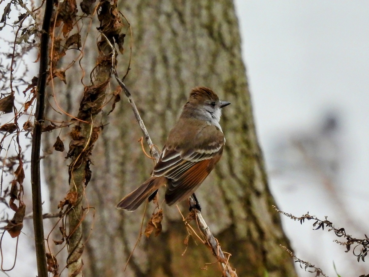 Ash-throated Flycatcher - Emily Clark