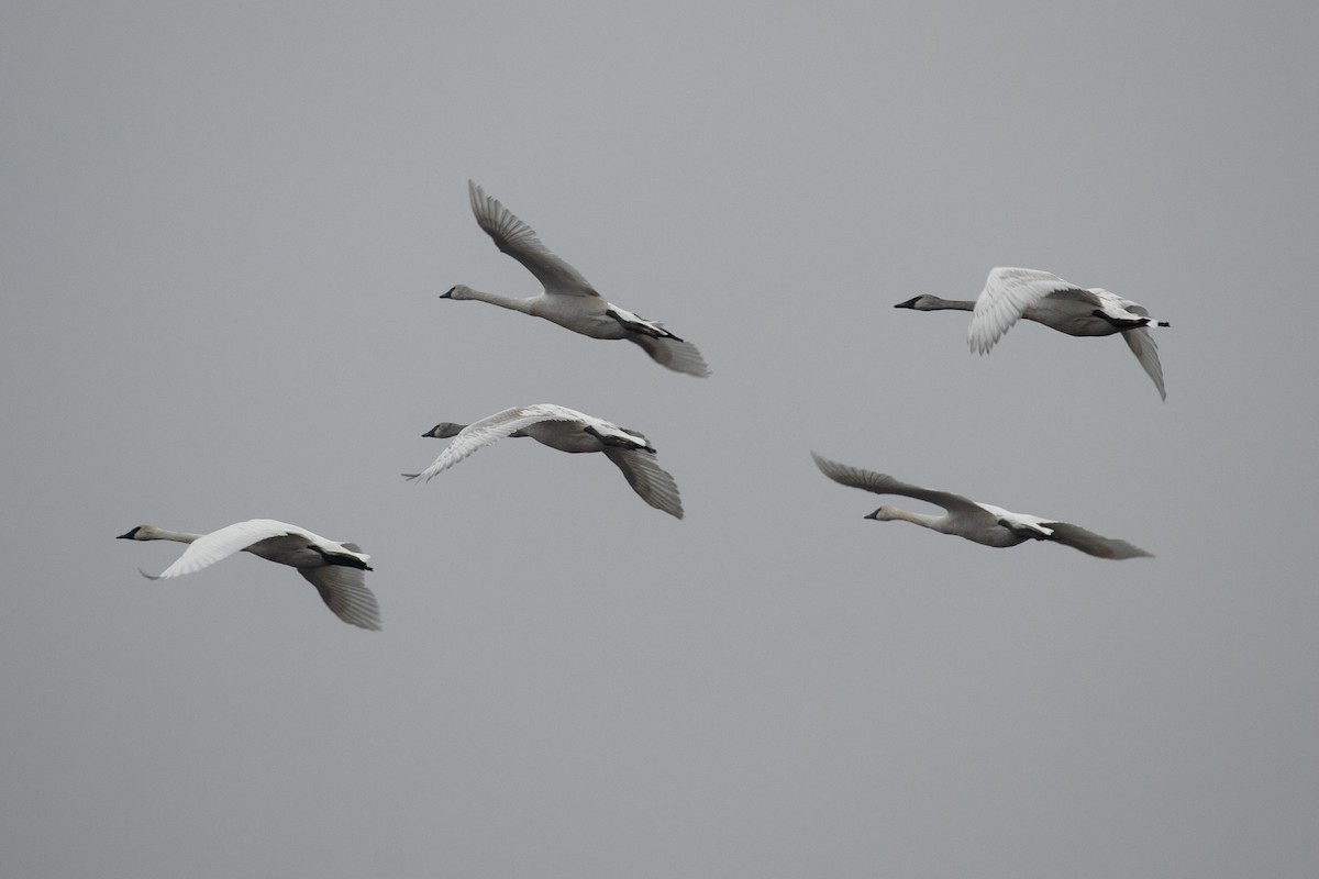 Trumpeter Swan - ML612613893