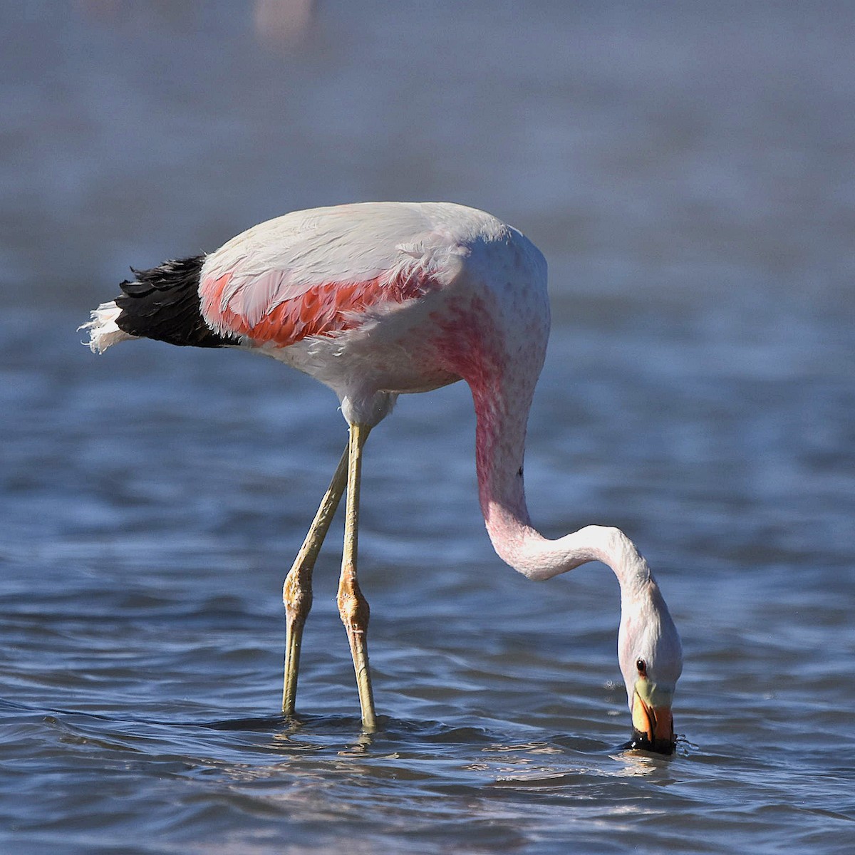 Chilean Flamingo - Juan camilo Rodriguez