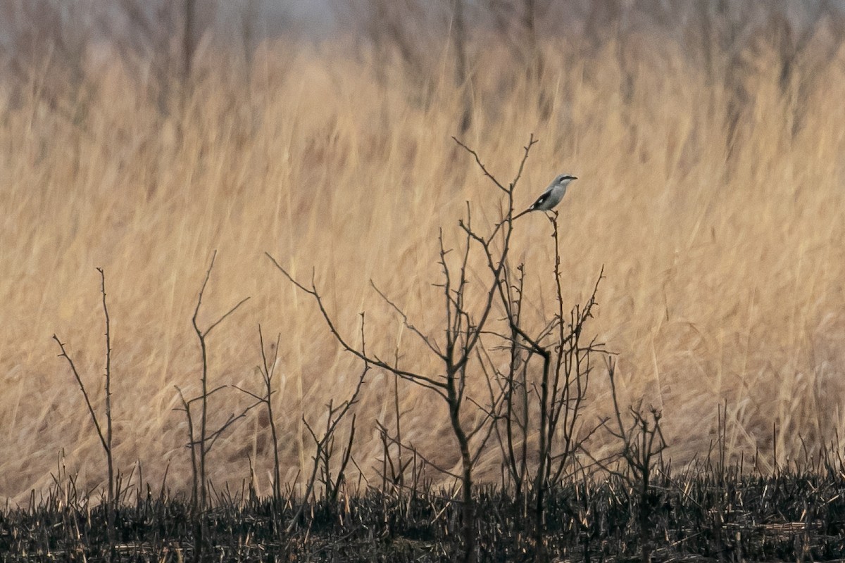 Northern Shrike - ML612613914