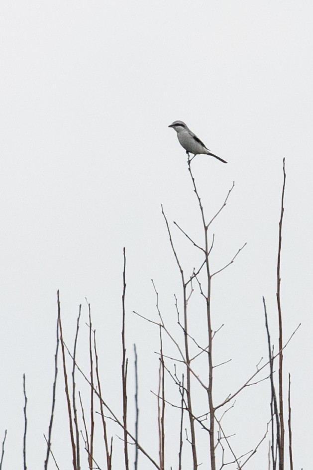 Northern Shrike - ML612613915