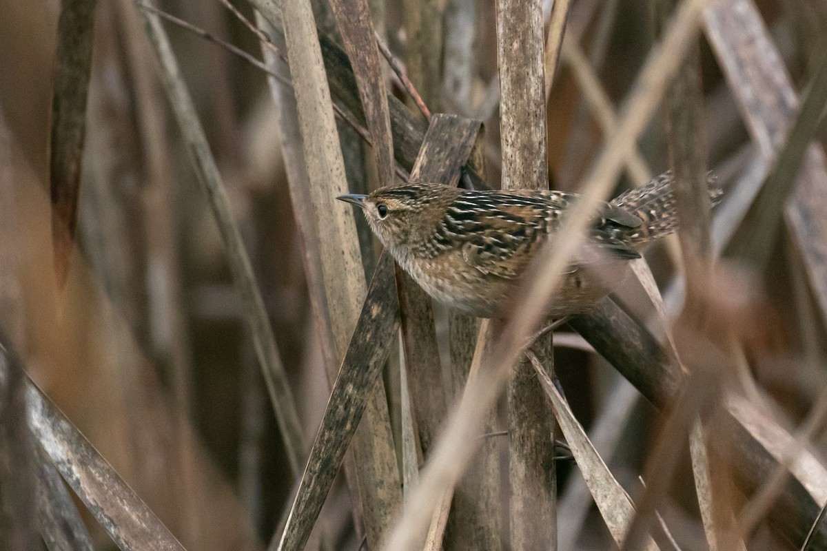 Sedge Wren - ML612613925