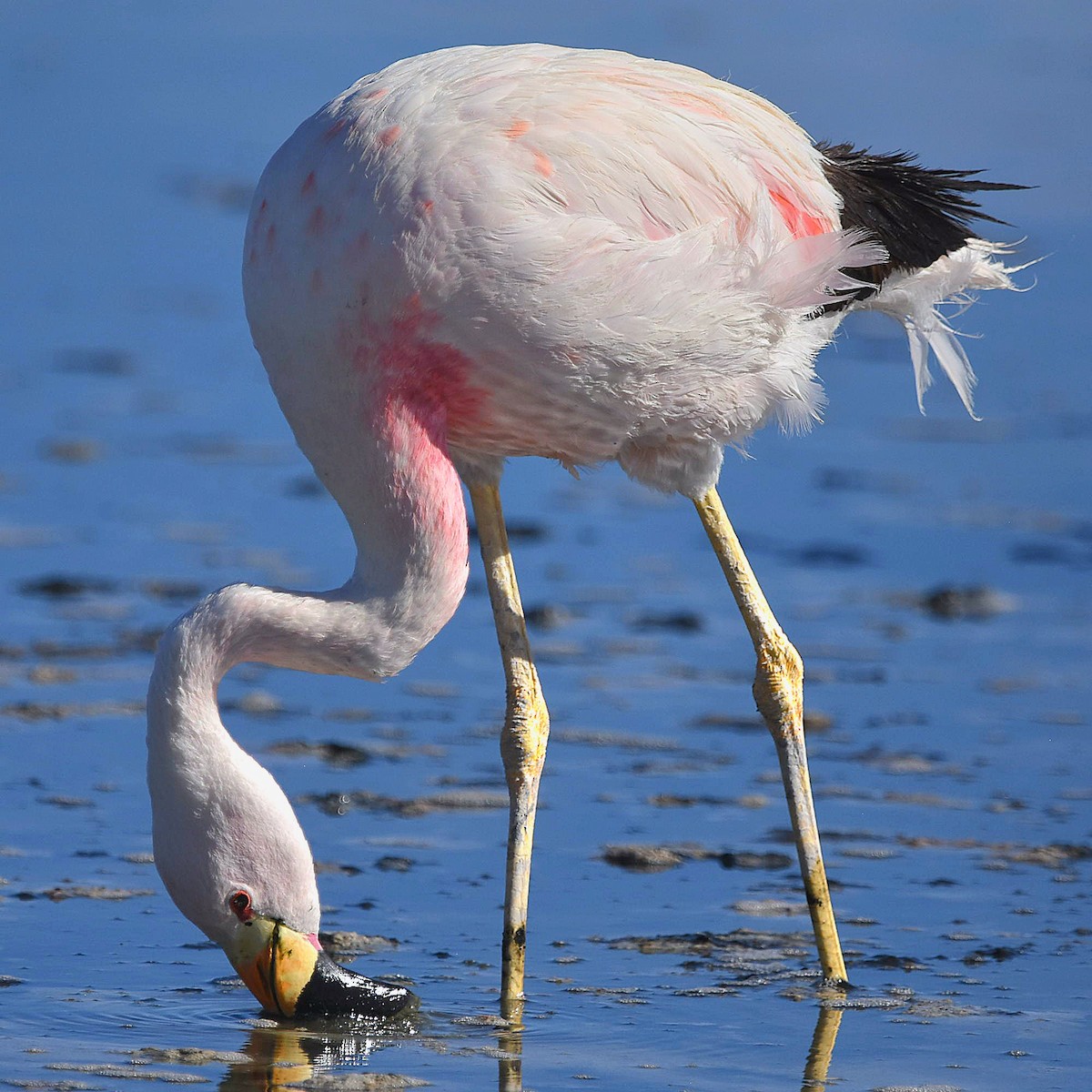 Andean Flamingo - Juan camilo Rodriguez