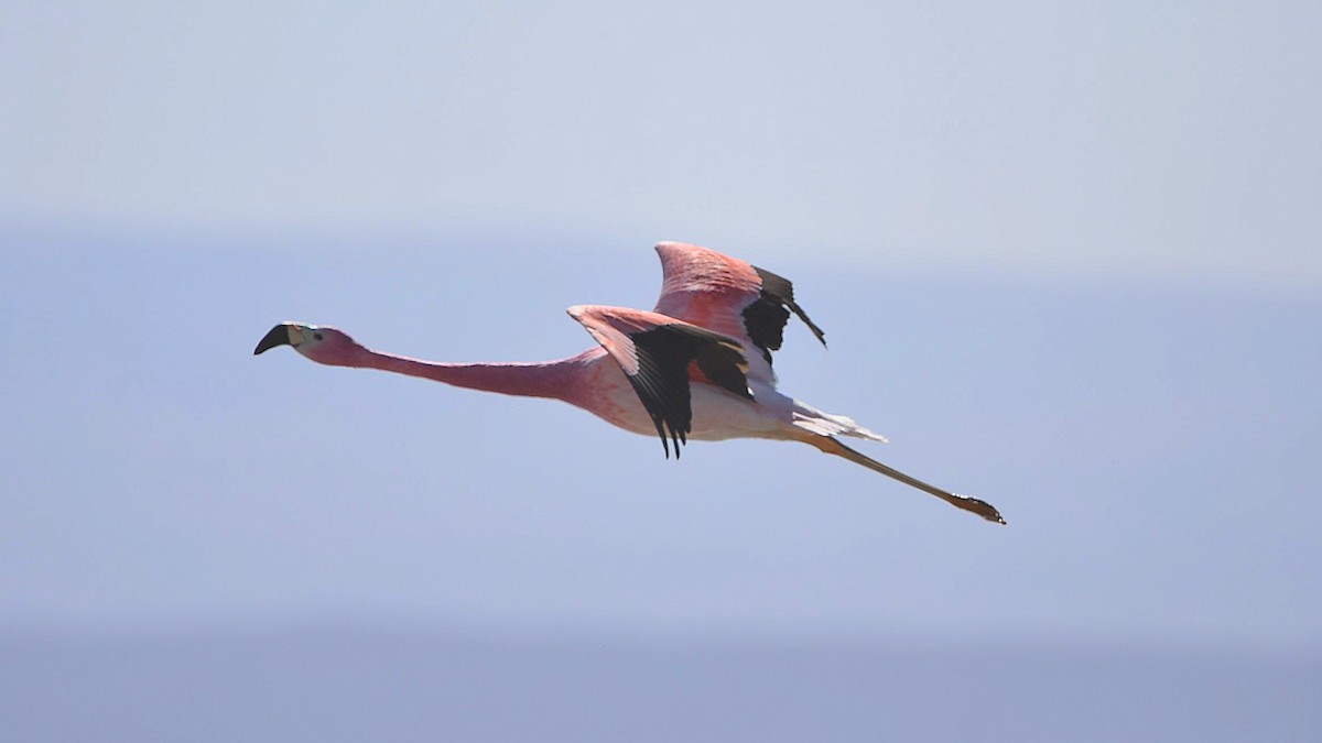 Andean Flamingo - Juan camilo Rodriguez