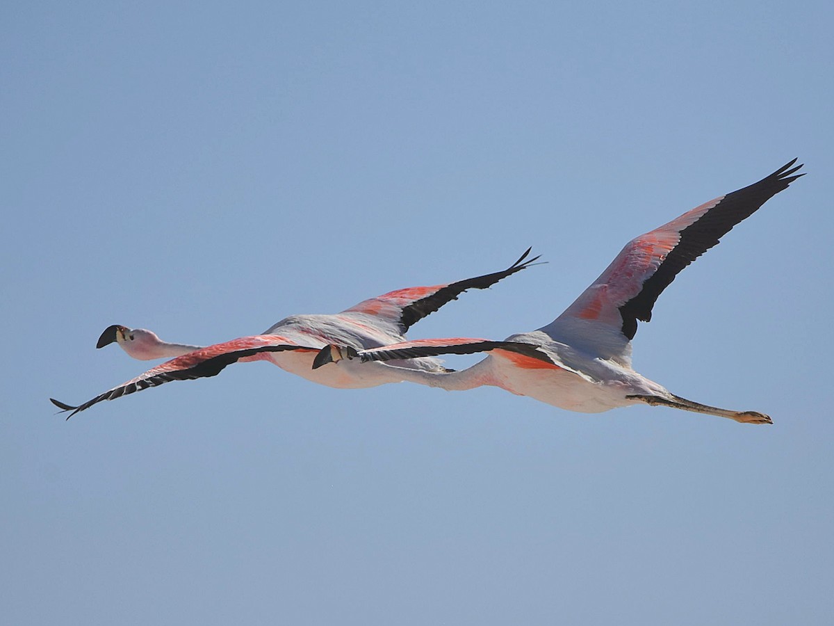 Andean Flamingo - Juan camilo Rodriguez