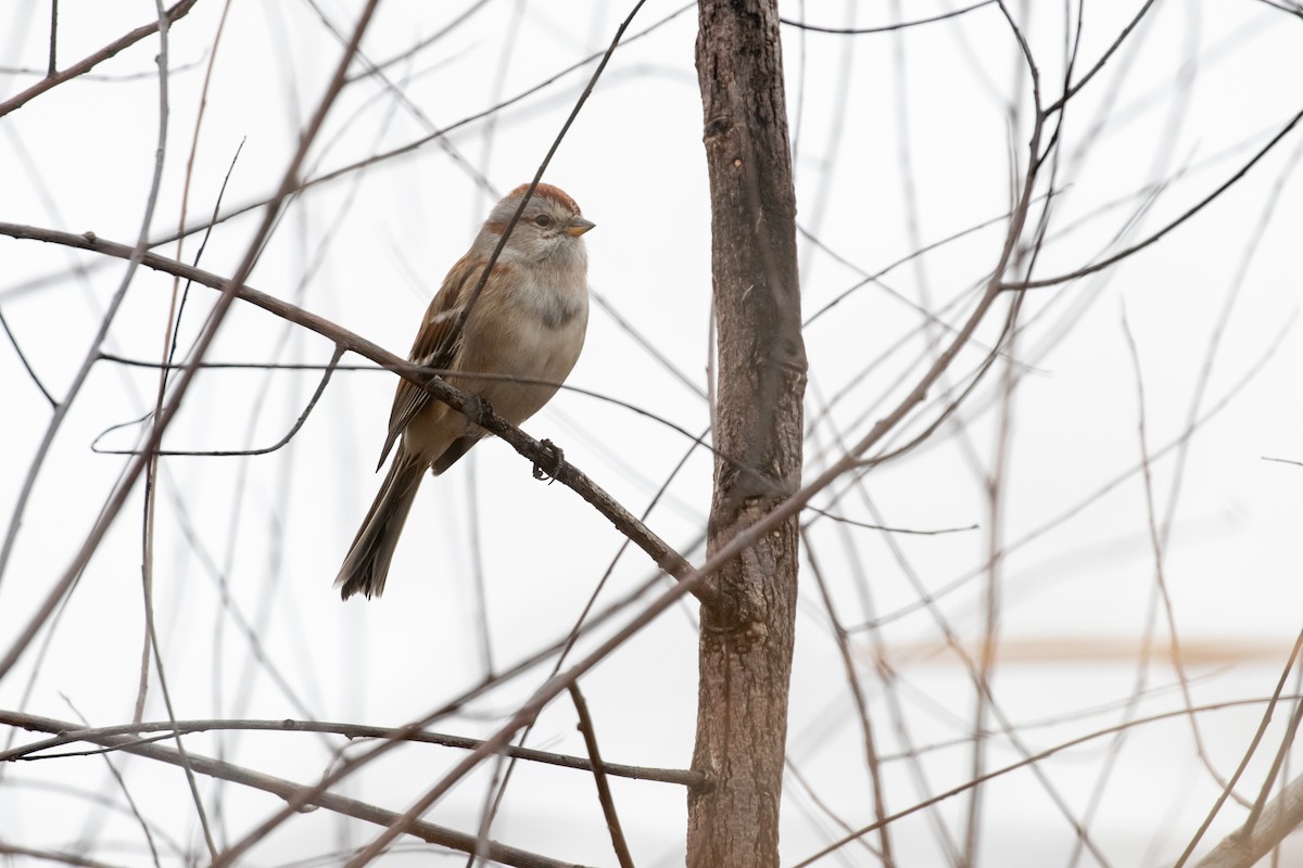 American Tree Sparrow - ML612613941
